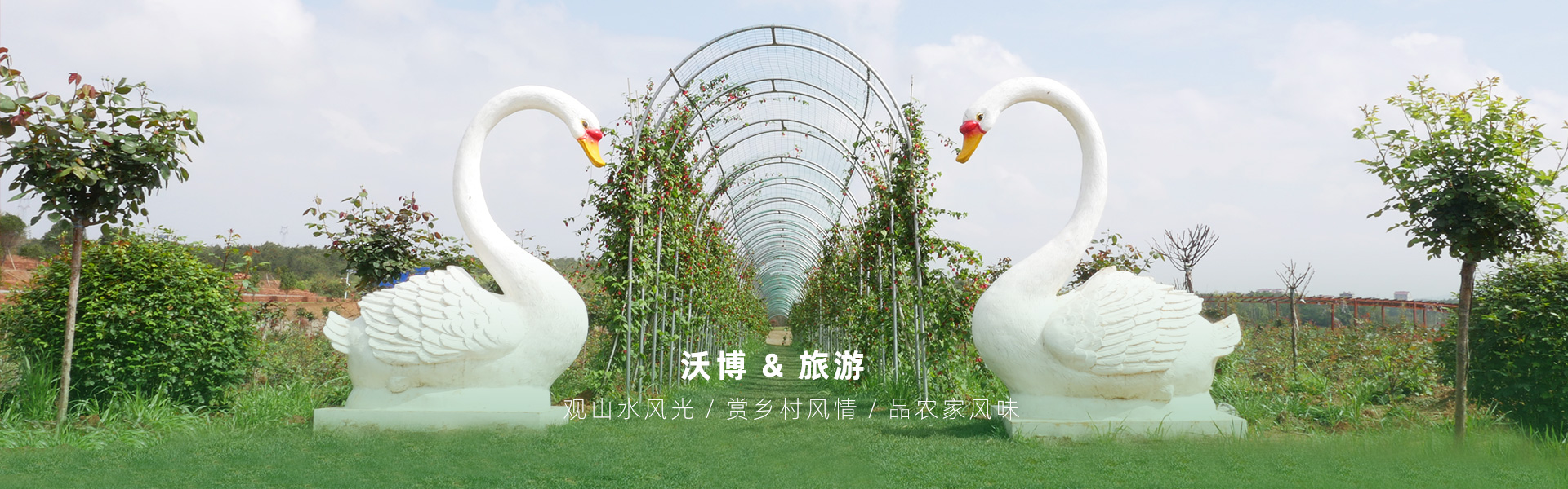 鮮果采摘都有江西沃博吳茱萸、江西沃博花海、江西沃博蔓荊子、江西沃博金銀花等品種，同時(shí)也是一家江西婚紗攝影旅拍基地和江西花海打卡基地，可以提供紫薇花花海造型服務(wù)，花花世界看沃博花海，相信我們這里不會(huì)讓大家失望的