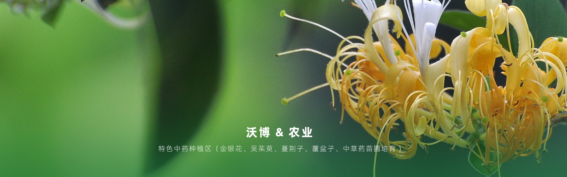 主要提供農(nóng)業(yè)親子樂(lè)園旅游、江西中藥種植、江西樂(lè)平鮮果采摘體驗(yàn)、江西夏令營(yíng)研學(xué)、江西戶(hù)外拓展、江西旅游打卡、江西水上樂(lè)園游艇、江西沃博VR科技科普等服務(wù)項(xiàng)目。
